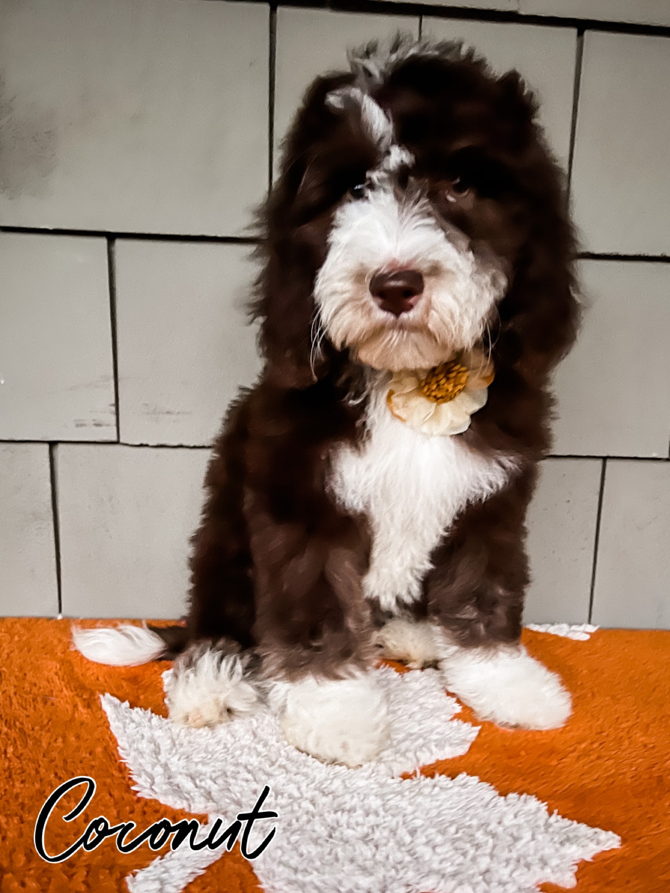 Poodle and Sheepadoodle Puppies from our [BIG] family to yours!