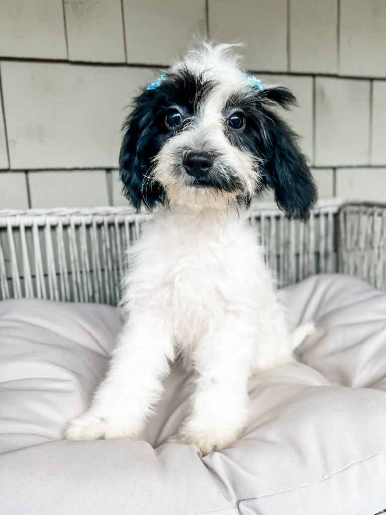 Cavapoo and Sheepadoodle Puppies from our [BIG] family to yours!