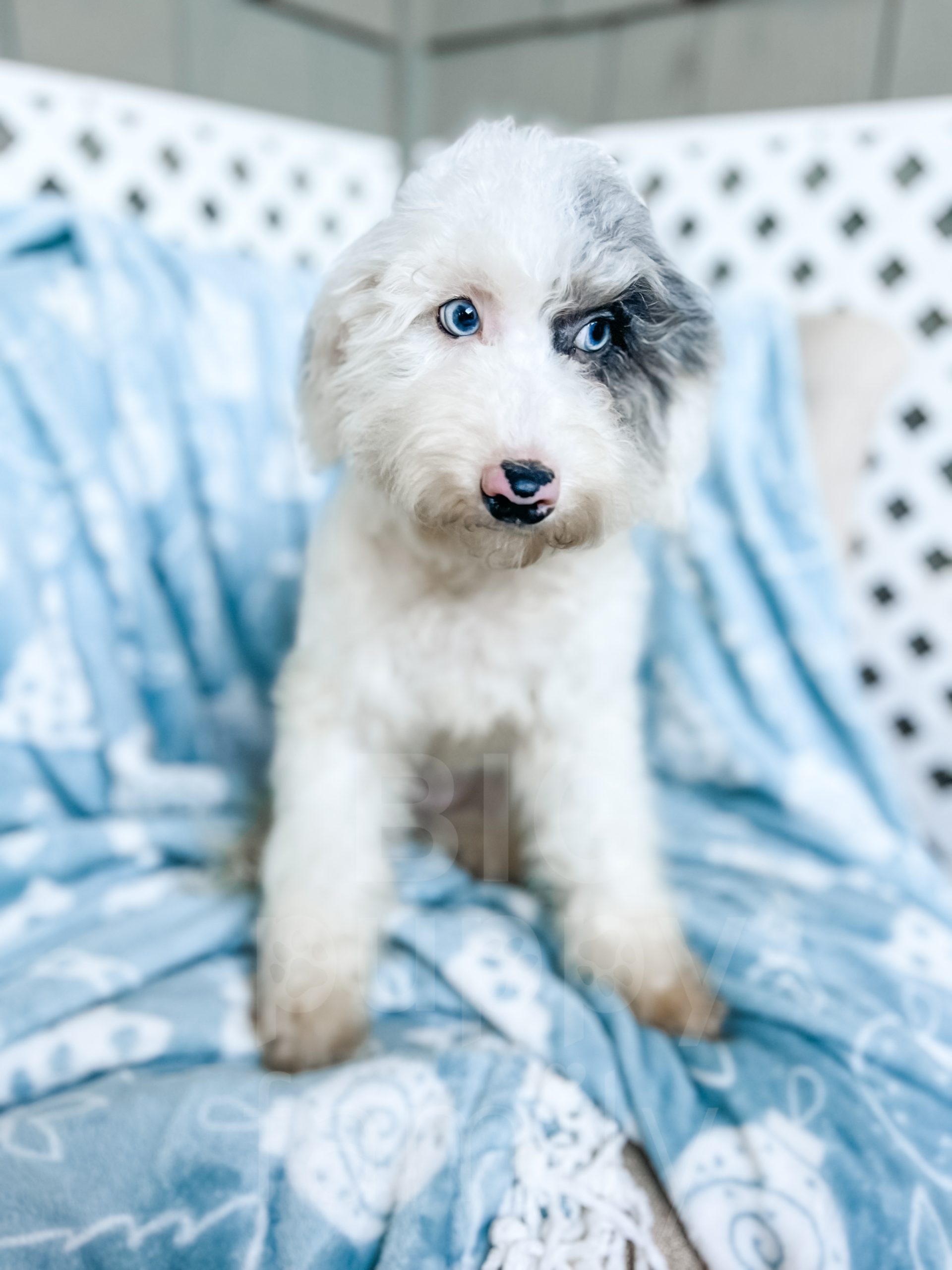 Merle sheepadoodle cheap puppies