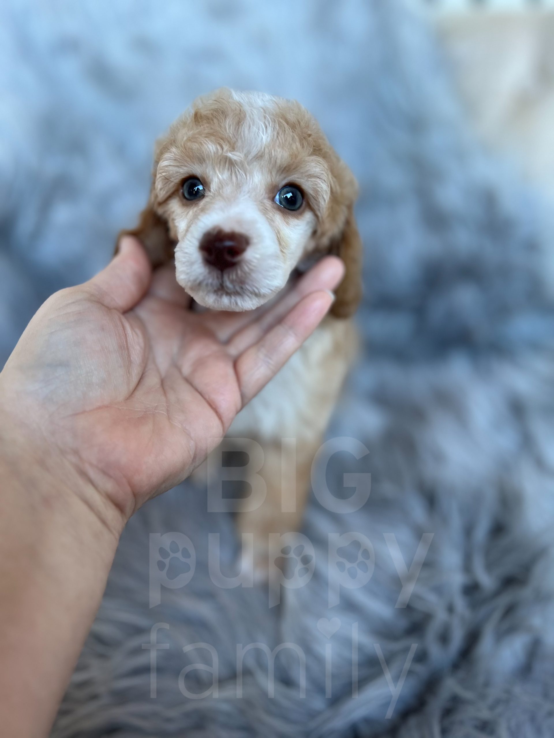 Banana” – AKC Brown-Based Apricot Tuxedo Male