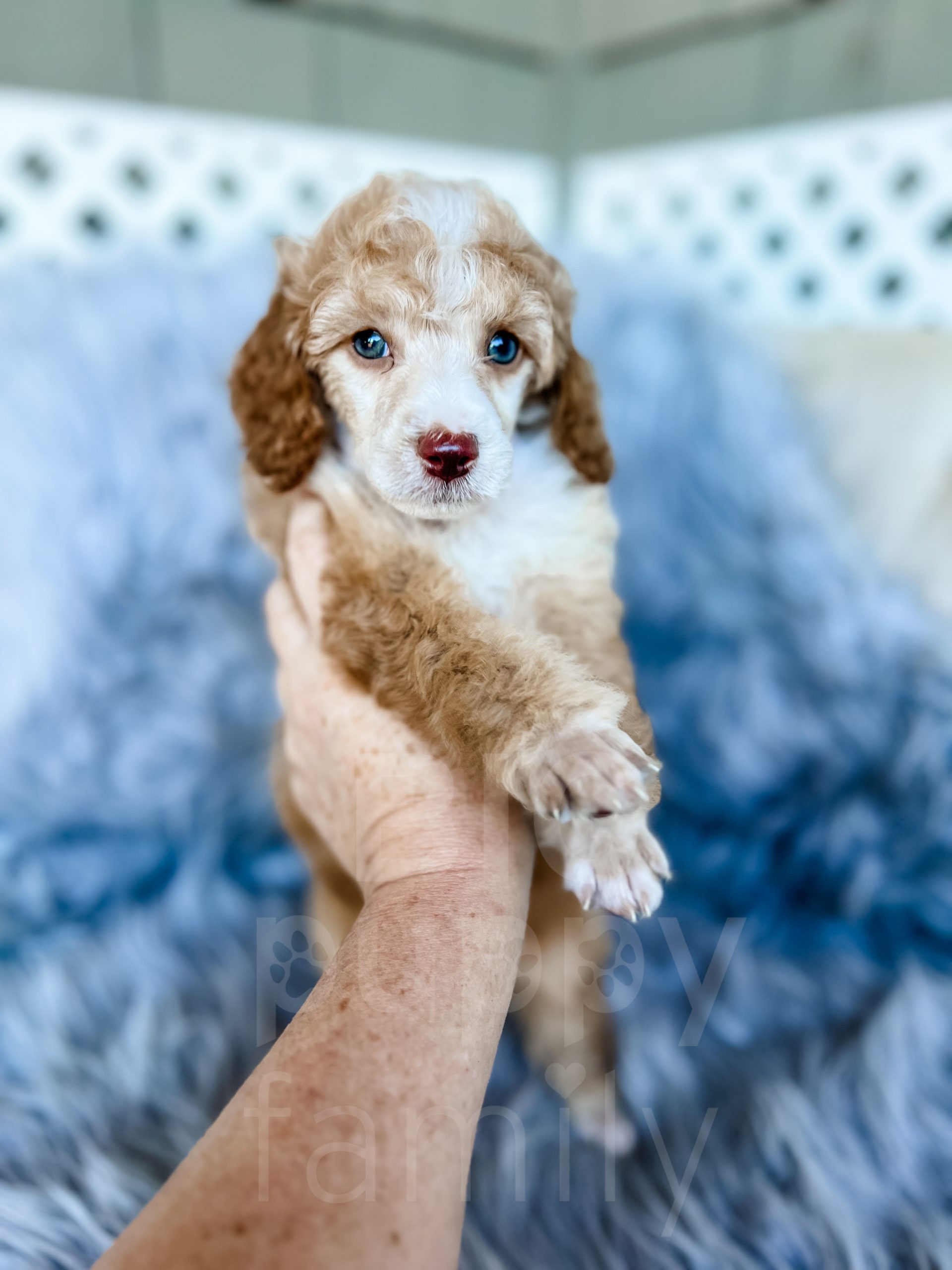 Banana” – AKC Brown-Based Apricot Tuxedo Male