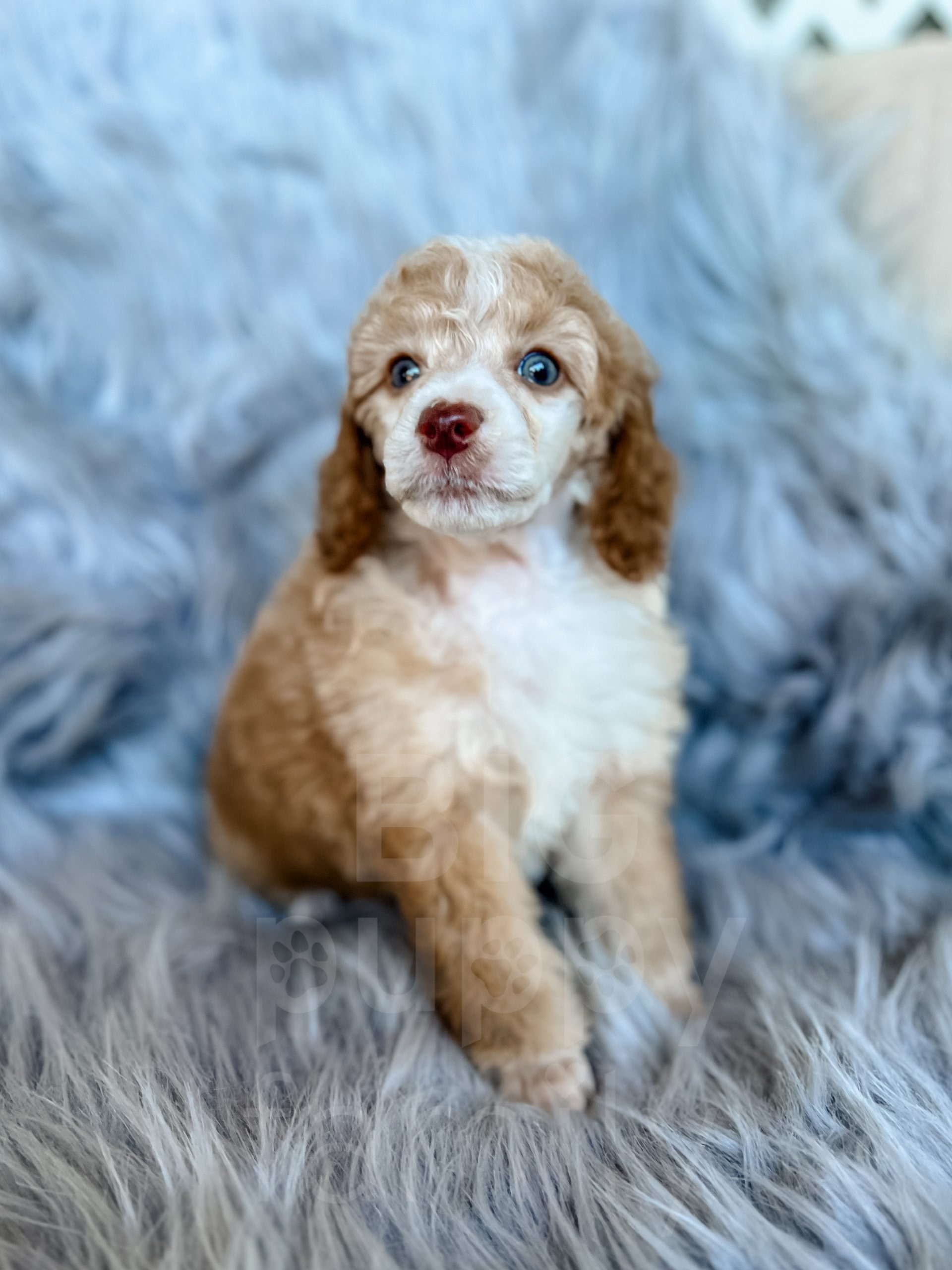 Banana” – AKC Brown-Based Apricot Tuxedo Male