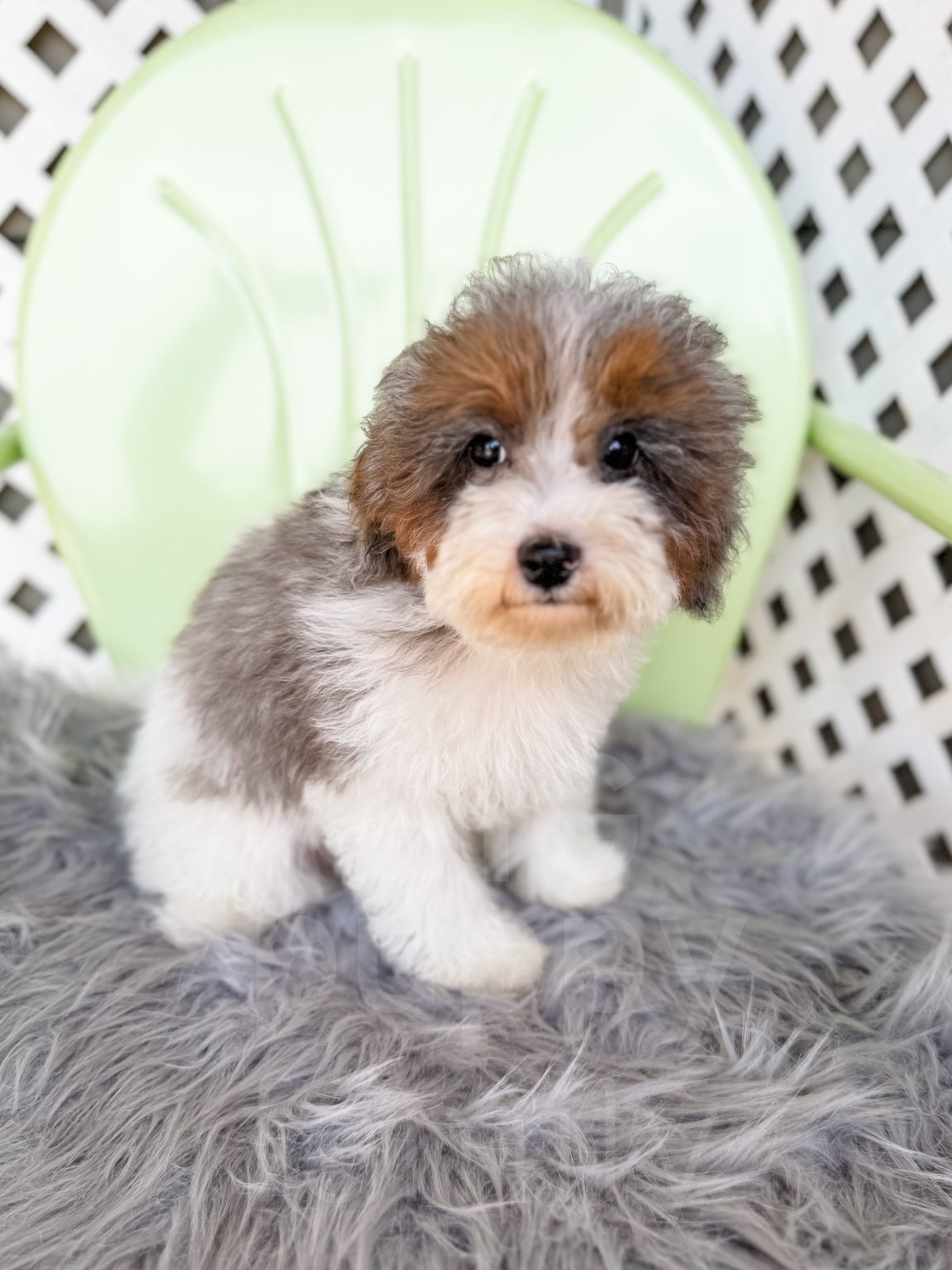 Cavapoo, Cockapoo, and Sheepadoodle Puppies from our [BIG] family to yours!