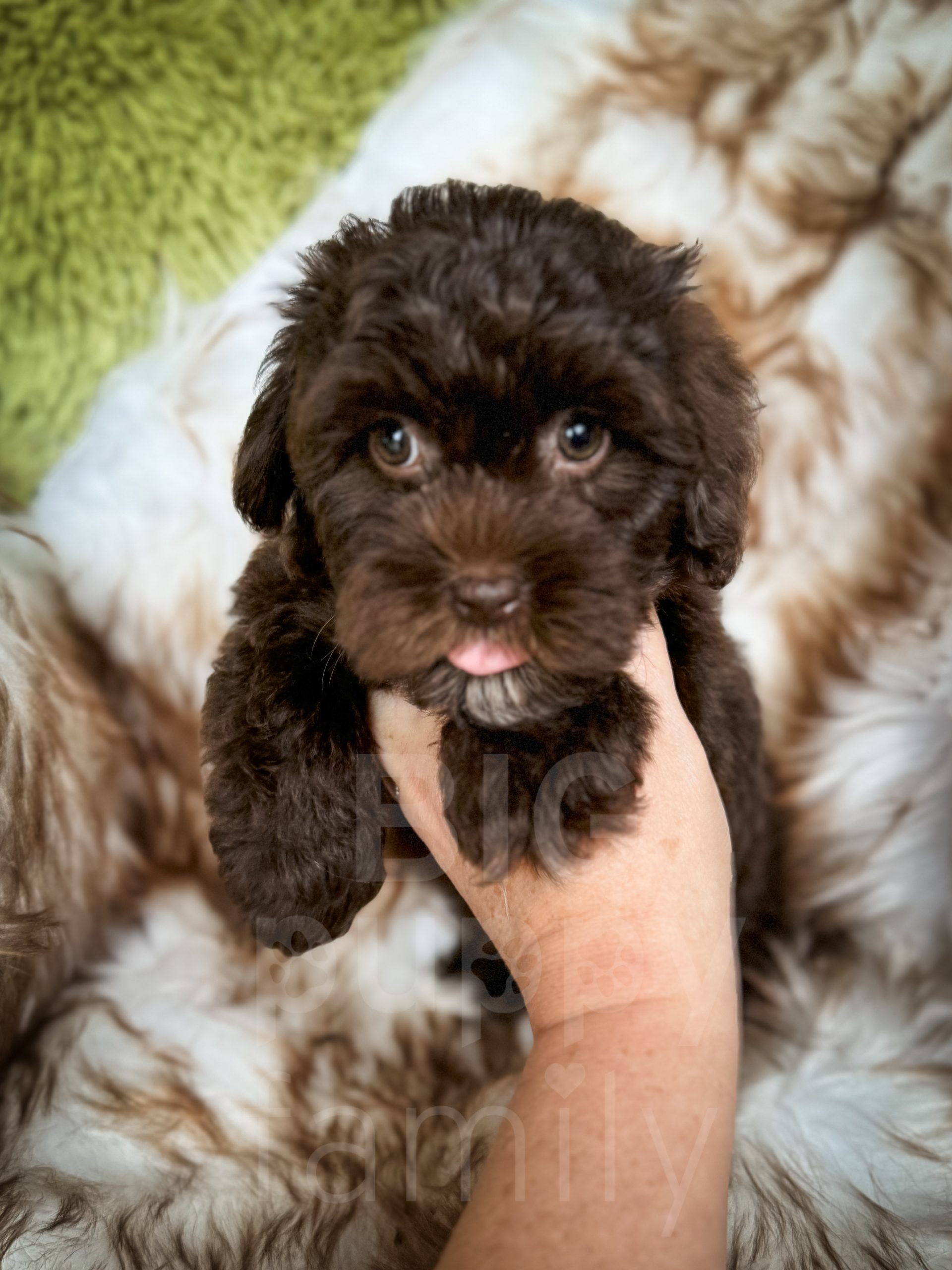 Chocolate cavapoo best sale