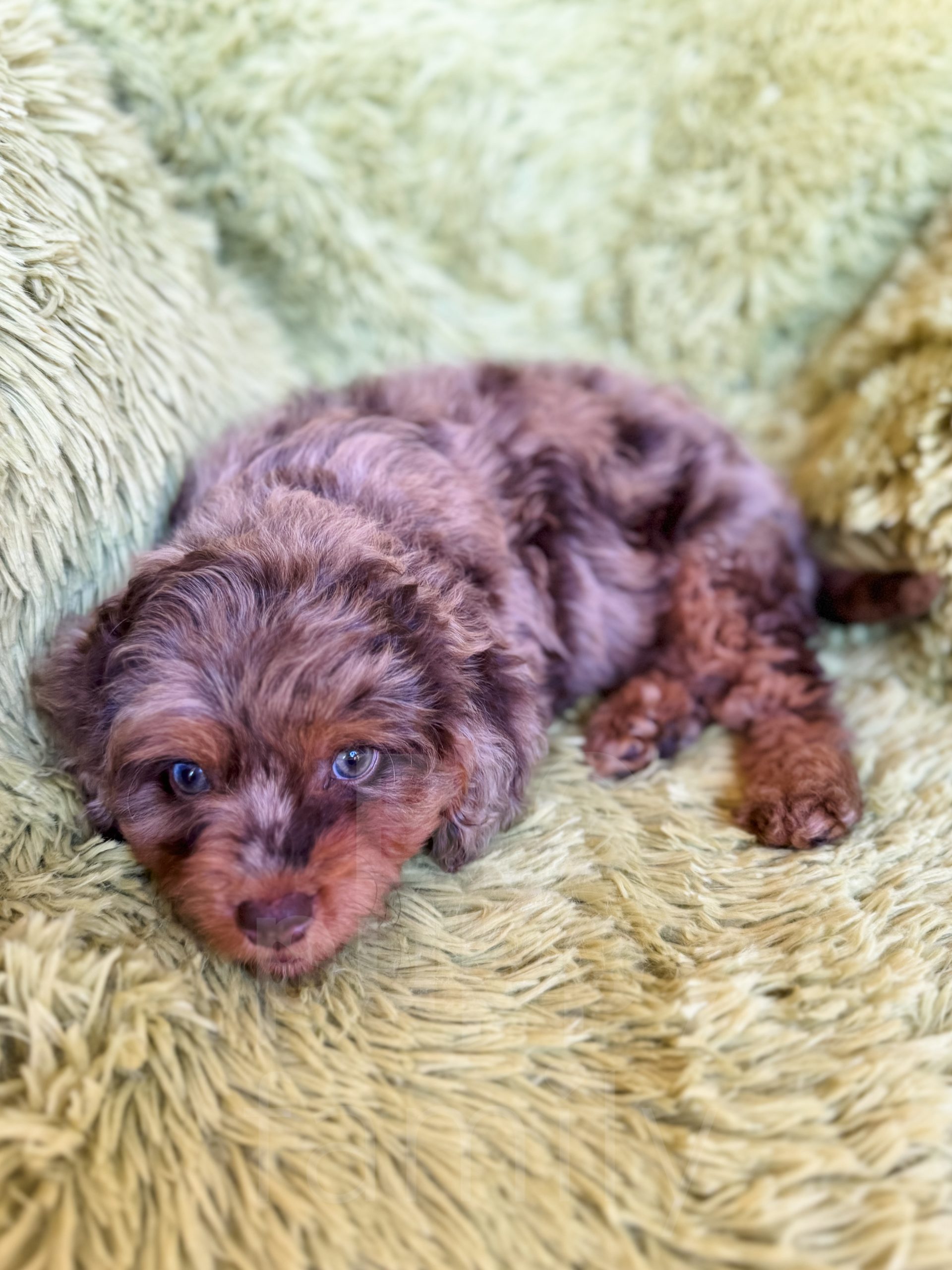 Merle cavapoo puppies for sale best sale