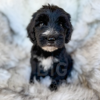 “Martin” – F1 Medium Sheepadoodle Male