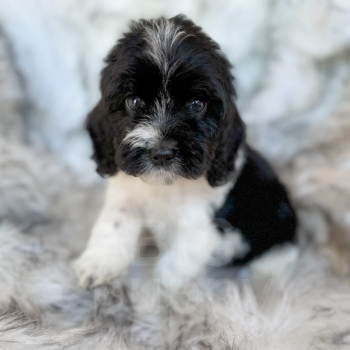 “Moe” – F1 Medium Sheepadoodle Male