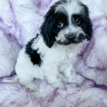 “Mona” – F1 Medium Sheepadoodle Female