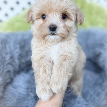 “Badger” – F1 Apricot Maltipoo Male