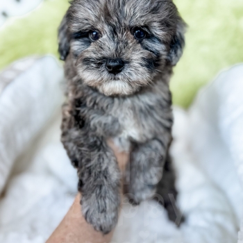 “Koala” – F1 Merle Maltipoo Male