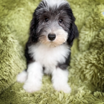 “Kristoff” – F1b Mini Silver Tuxedo Sheepadoodle Male