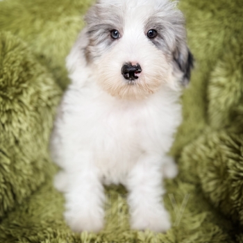 “Eric” – F1b Mini Merle Parti Sheepadoodle Male