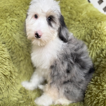 ”Prince Charming” – F1b Mini Phantom Merle Sheepadoodle Male