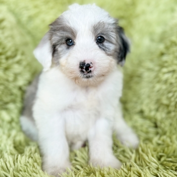 “Eric” – F1b Mini Merle Parti Sheepadoodle Male