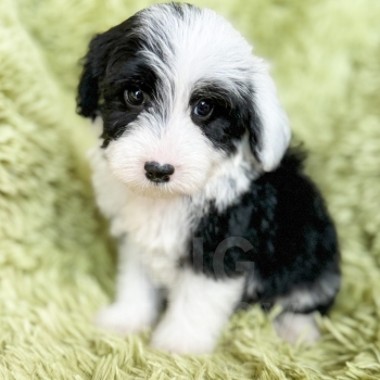 “Phillip” – F1b Mini Black and White Tuxedo Male