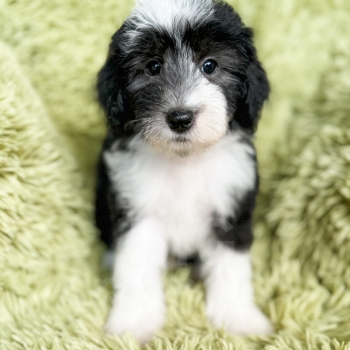 “Kristoff” – F1b Mini Silver Tuxedo Sheepadoodle Male