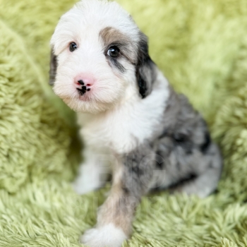 ”Prince Charming” – F1b Mini Phantom Merle Sheepadoodle Male