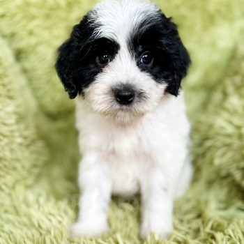 “Tiana” – F1b Mini Black and White Sheepadoodle Female