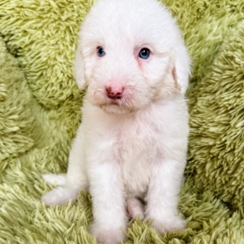 “Snow White” – F1b Mini Apricot Parti Sheepadoodle Female