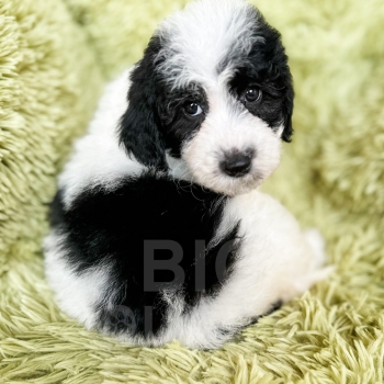 “Jasmine” – F1b Mini Black and White Parti Sheepadoodle Female