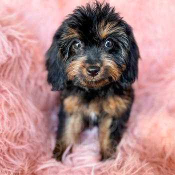 “Lizzy” – F1 Phantom Cavapoo Female