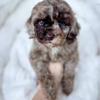 “Chestnut” – F1bb Brown Merle Mini Cavapoo Male