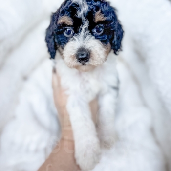 “Comet” – F1bb Tri Mini Cavapoo Male