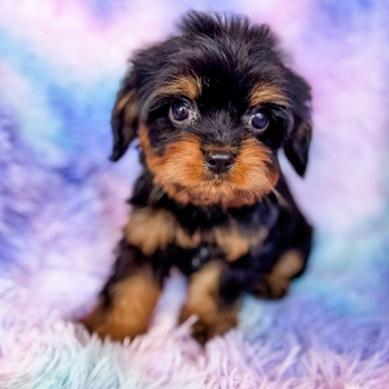 “Gatsby” – Reverse Black Phantom Cavapoo Male