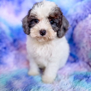 “Leroy” – F1b Merle Parti Cavapoo Male