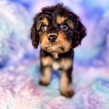 “Brix” – Reverse Phantom Cavapoo Male