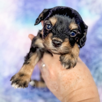 “Brix” – Reverse Phantom Cavapoo Male