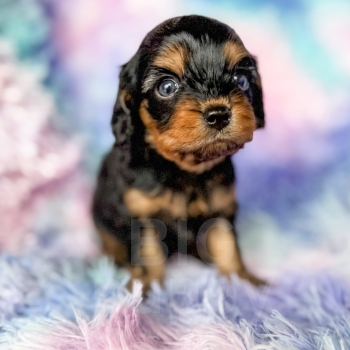 “Jojo” – Reverse Black Phantom Cavapoo Female