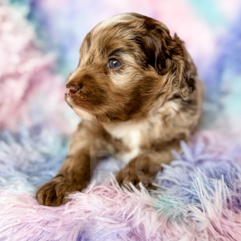 “KitKat” – F1b Mini Brown/Chocolate Merle Cockapoo Male