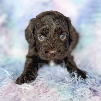 “Fudge” – F1b Mini Brown/Chocolate Abstract Cockapoo Male