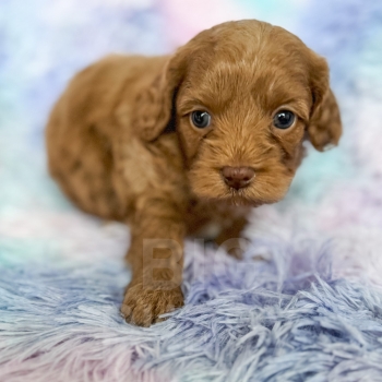 “Butterscotch” – Mini F1b Apricot Cockapoo Female