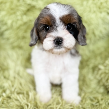 “Kringle” – Multigen Phantom Merle Parti Cavapoo Male