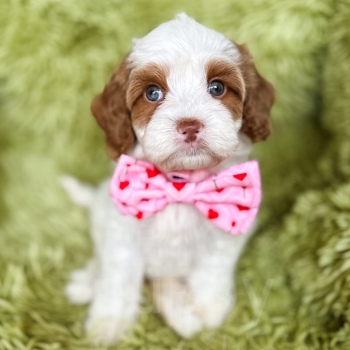 “Elfie” – Multigen Red Parti Cavapoo Female