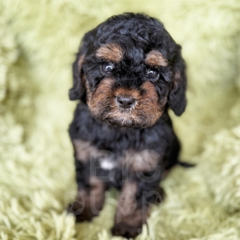 “Mistletoe” – Multigen Black Phantom Abstract Cavapoo Male