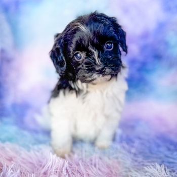 “Luna” – F1b Black and White Parti Cavapoo Female