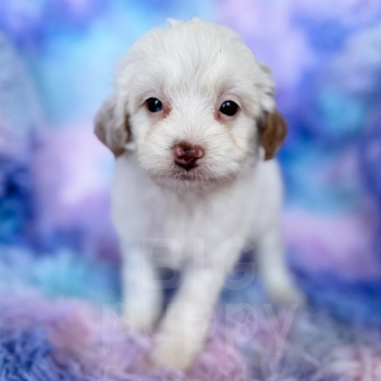 “Lucky” – F1b Red Parti Cavapoo Male