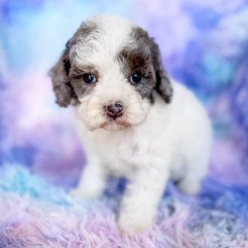 “Leroy” – F1b Merle Parti Cavapoo Male