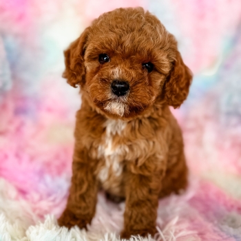 “Dolly” – F1b Red Abstract Cavapoo Female