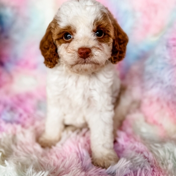 “Davey” – F1b Red Parti Cavapoo Male