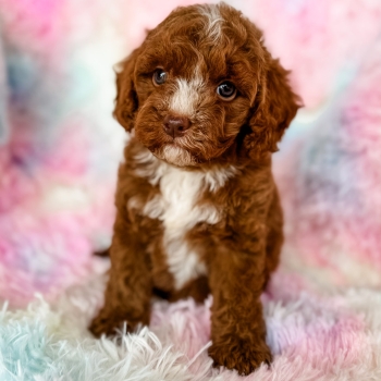 “Dino” – F1b Red Abstract Cavapoo Male