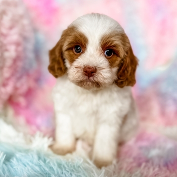 “Dottie” – Dark Apricot Parti Cavapoo Female