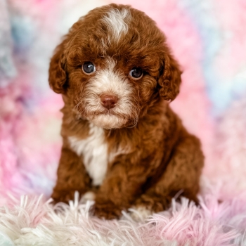 “Dinah” – F1b Red Abstract Cavapoo Female