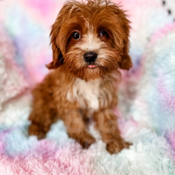 “Ruby” – F1 Red Abstract Cavapoo Female